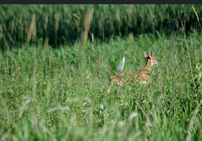 whitetail-deer10