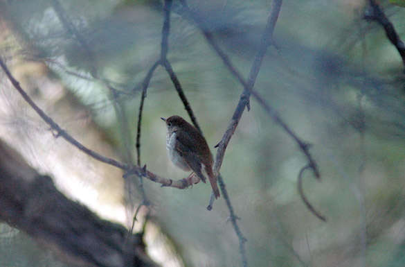 wood-thrush