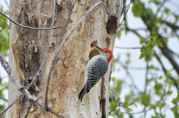 woodpecker