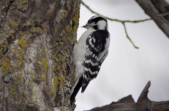 woodpecker110d4548d57