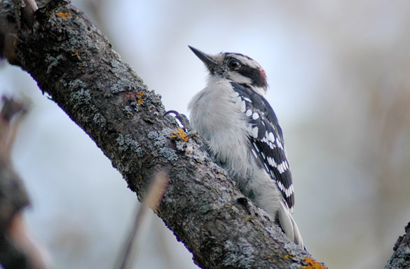 woodpecker1a993c4714a