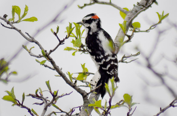 woodpecker271d37ca379