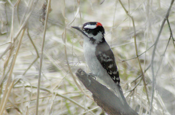 woodpecker3