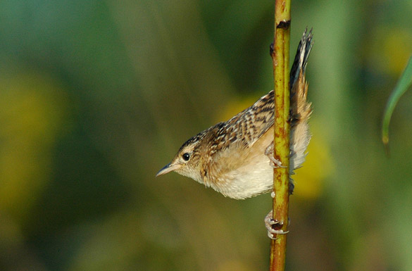 wren2