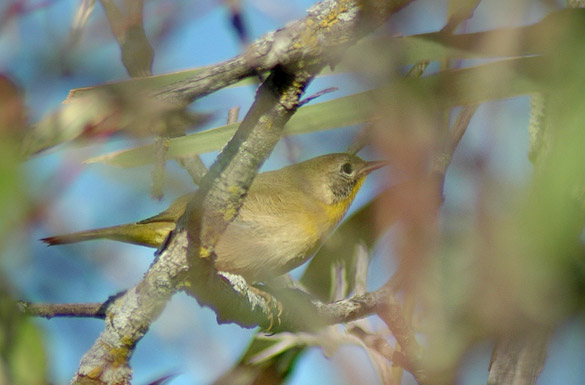 yellowthroat-female2