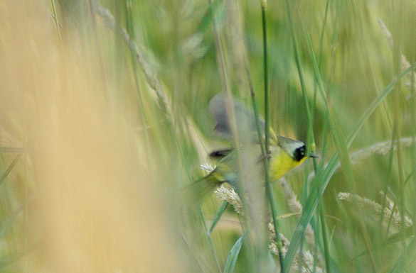 yellowthroat138afcb5a15