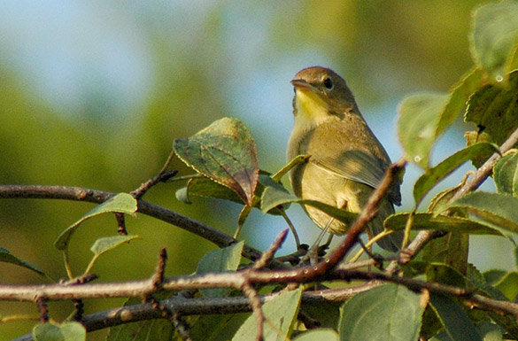 yellowthroat2